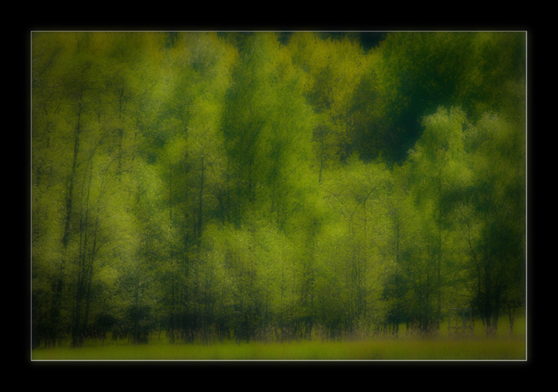 Metsa1 kehys 800px.jpg - Taikametsa